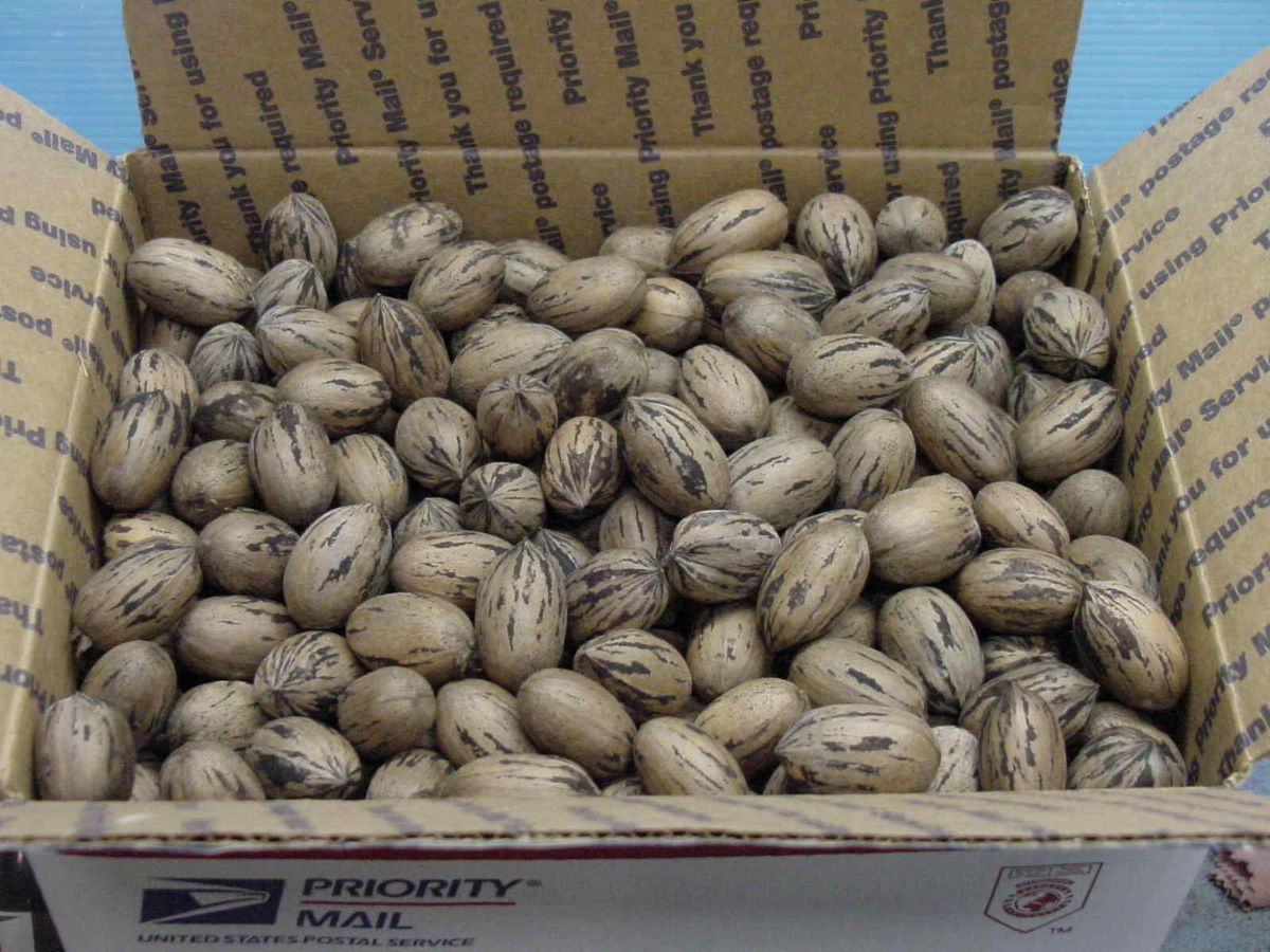 Stewart Pecans 13 lb Box 2012 Crop