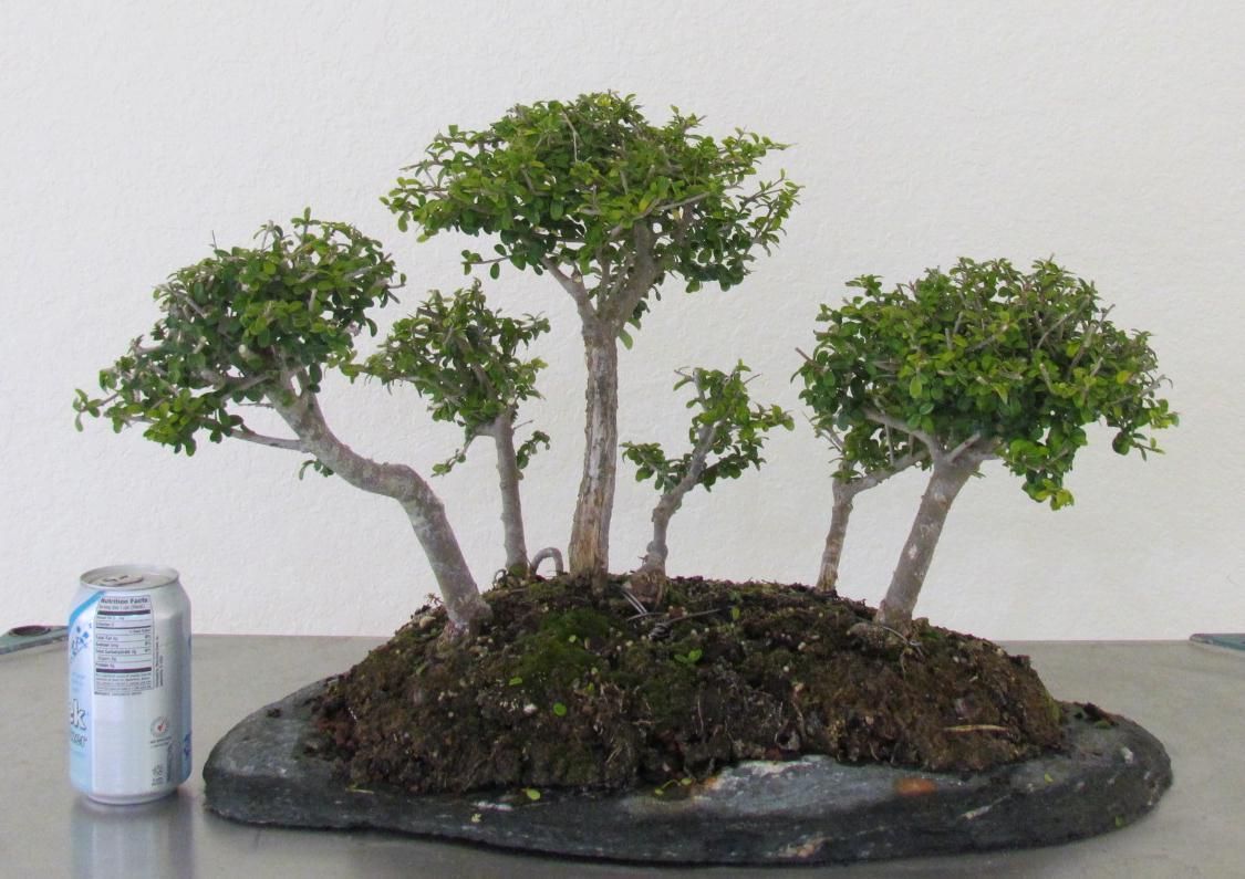 Neea Buxifolia Forest Group Bonsai Planting on Slab Nia