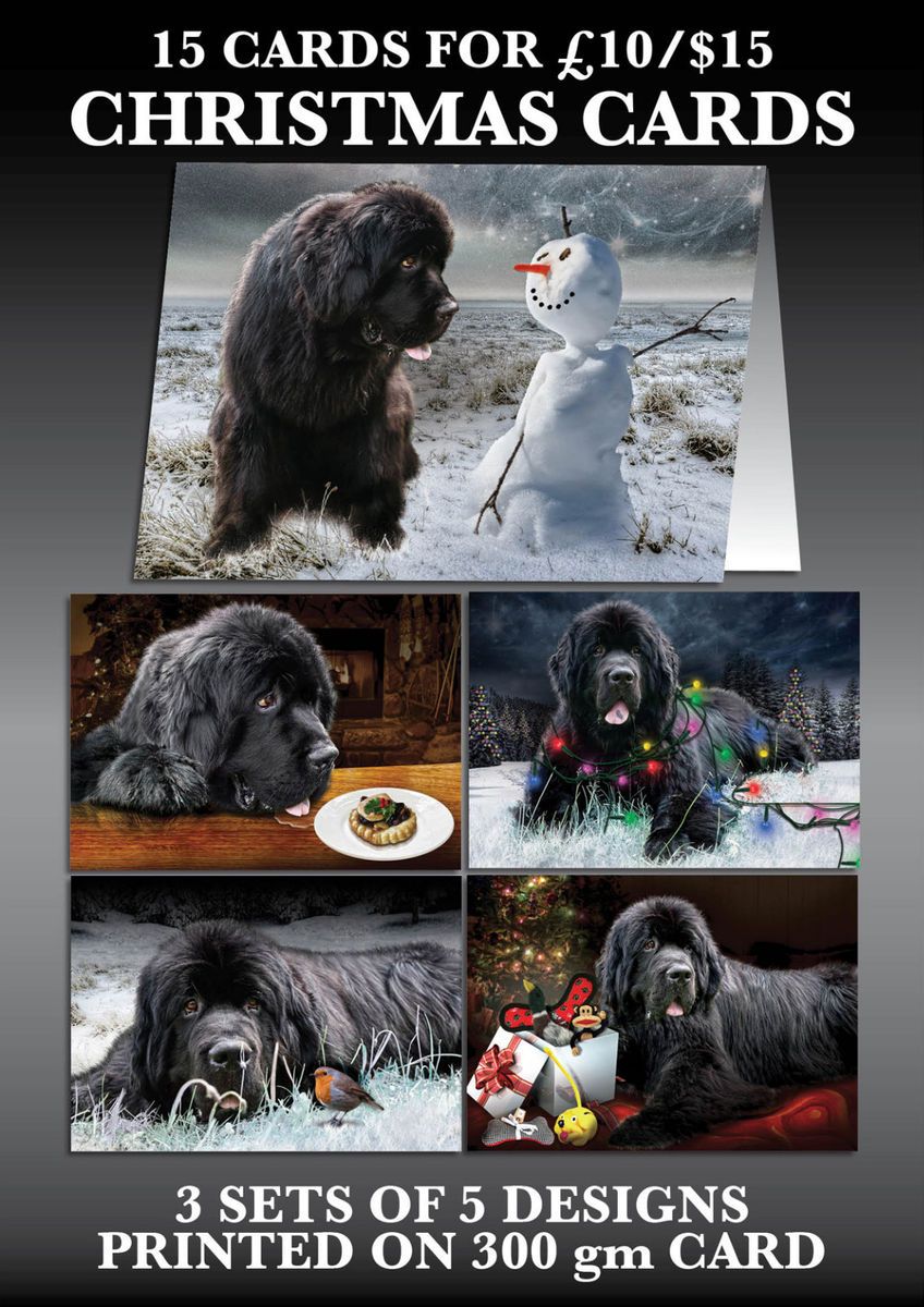 Newfoundland Dog Christmas Cards Lewis