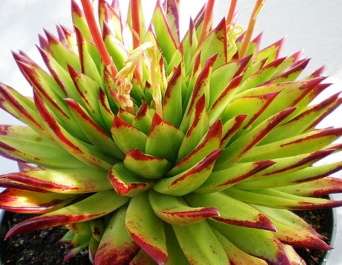 Echeveria Agavoides Lipstick Monstrose Live Plant Combo Shipping