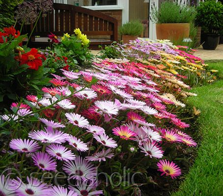 Livingstone Daisy Ice Plant Magic Carpet Mix 500 Seeds