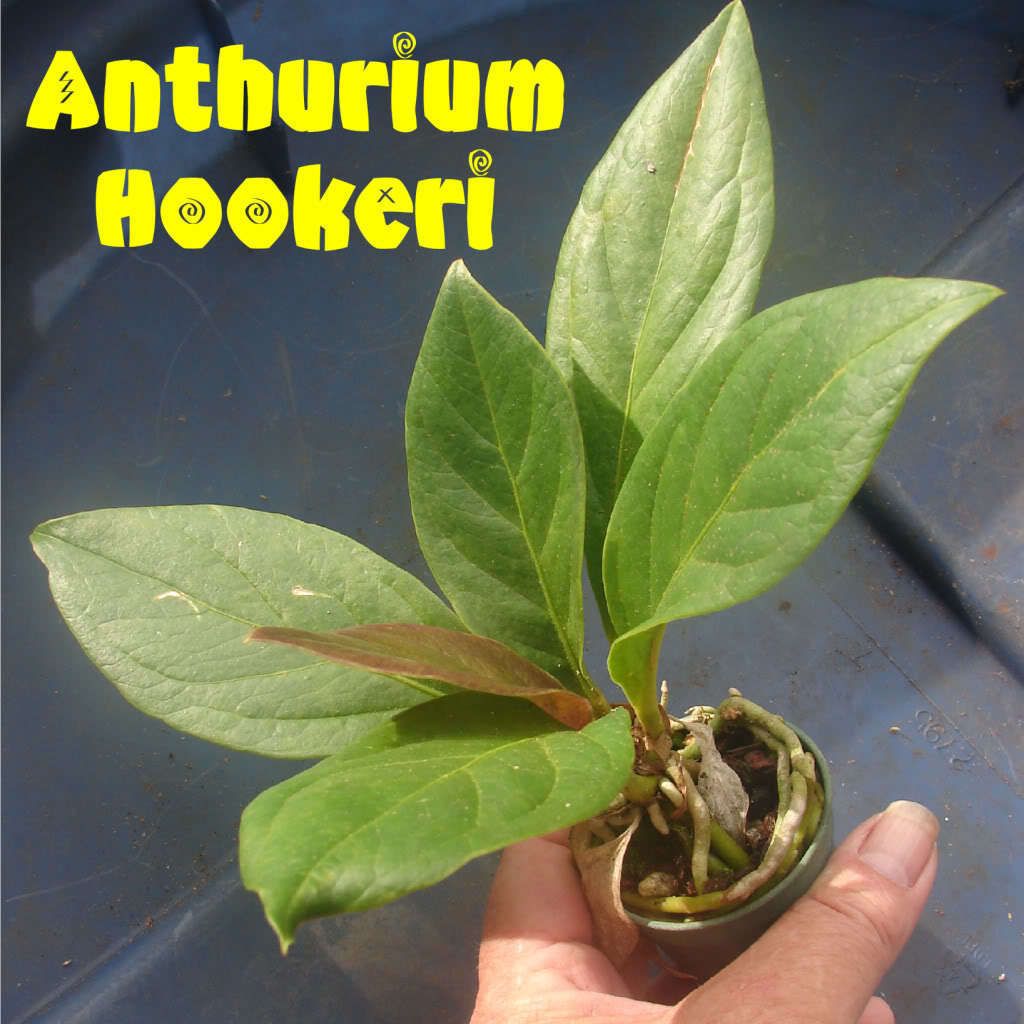 LIVE RARE BIRDS NEST Anthurium Hookeri HUGE TROPICAL LEAVES Collectors