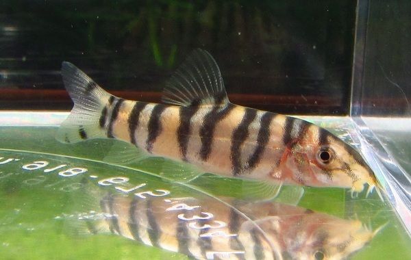 Sergeant Major loach Live Freshwater Aquarium Fish