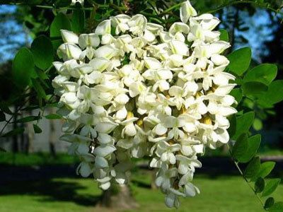 RARE Anatolian White Locust Tree 20 Fresh Seeds