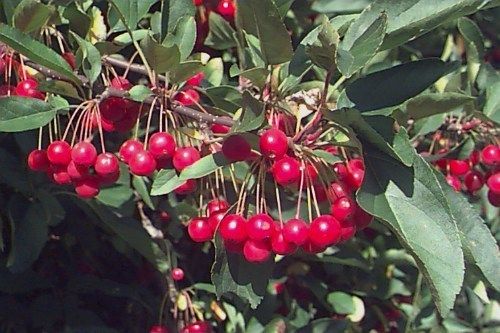 Sargents Crab Apple Malus Sargentii Tree Seeds