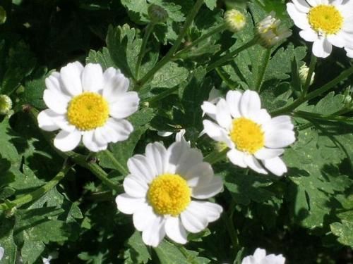 Oxeye Daisy Mini Marguerite Profuse Flowers Low Mound