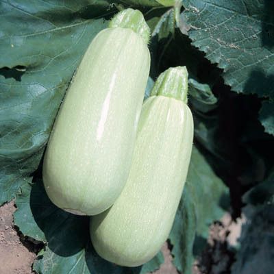 White Bush Lebanese Summer Squash 25 Seeds Heavy Crops Very Tasty and