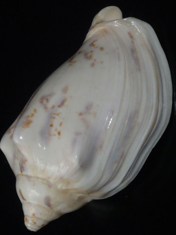 Cymbiola Flavicans 71mm Gem Massive Mature Beauty