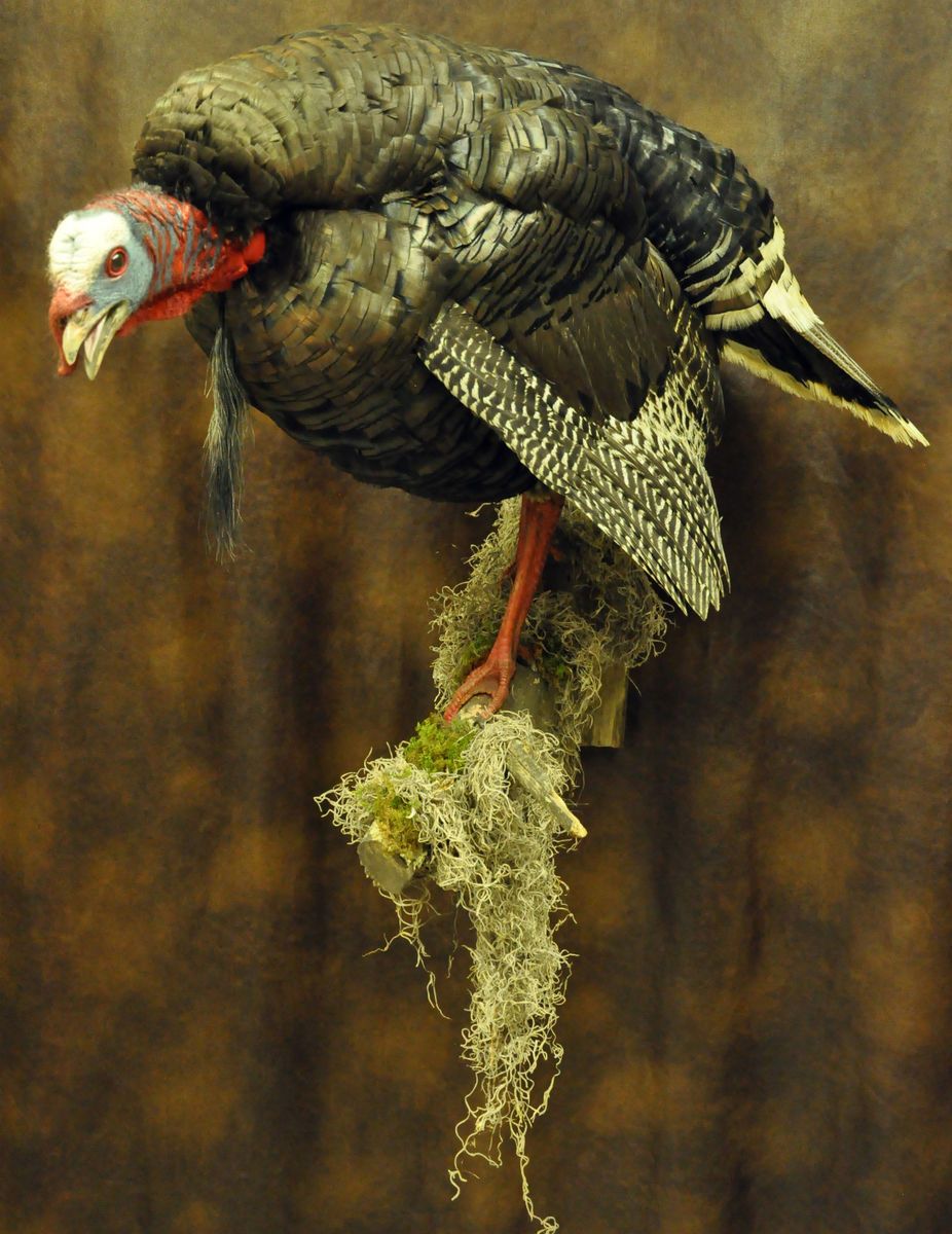 MERRIAM TURKEY MOUNT GOBBLIN ON LIMB EASTERN SPURS BEARDS BIRDS