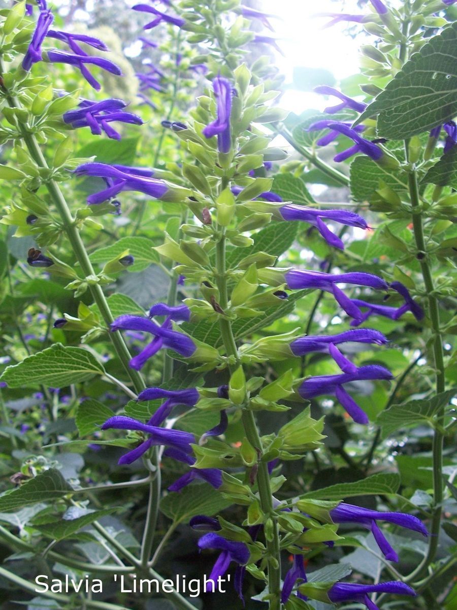 Salvia Mexicana Limelight Plant