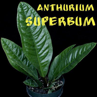 anthurium plants