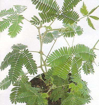 Sensitive Plant 50 Seeds  LEAVES MOVE  Tropical