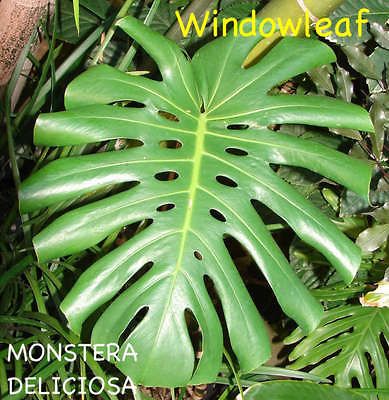 MONSTERA DELICIOSA~ Philodendron HUGE LEAF Mexican Breadfruit LIVE