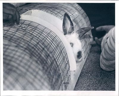 1977 St Petersburg Azalea Adult Center Pet Show Bunny Peeks from Cage