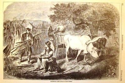 Harpers Weekly Engraving  1865  GATHERING CORN  Forbes