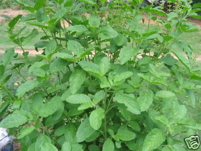 200 seeds Thai holy basil,Green leaf,Thai herbs,Free Sp