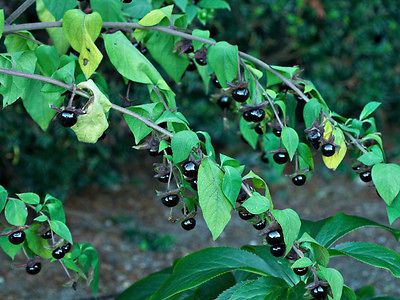 1000 seeds Atropa Belladonna Deadly Nightshade FRESH 1000 seeds viable