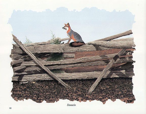 BOB TIMBERLAKE print fox on rail fence DOMAIN