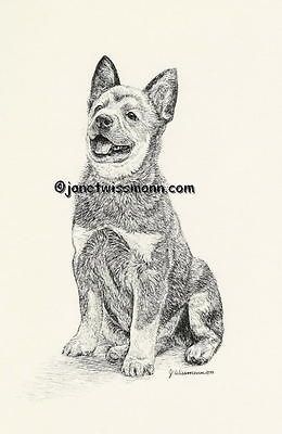 blue heeler