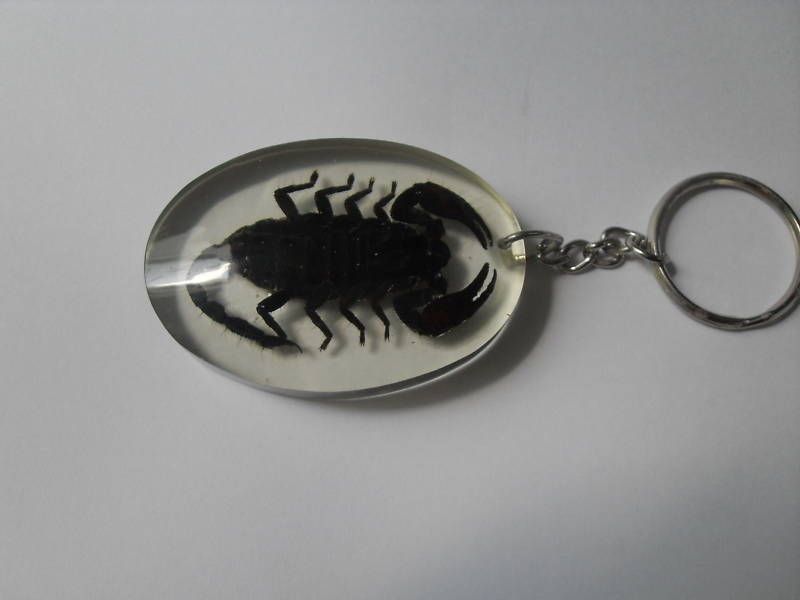 REAL BLACK SCORPION KEYRING KEYCHAIN ENTOMOLOGY INSECT