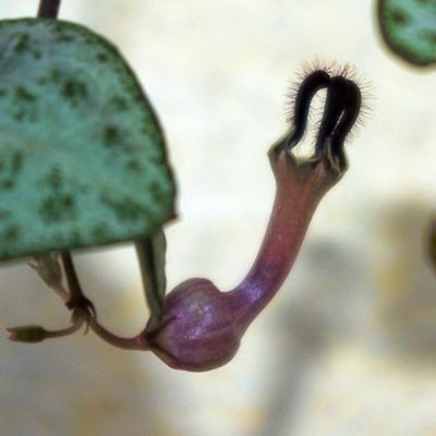 Ceropegia woodii   asclepiads   5 seeds