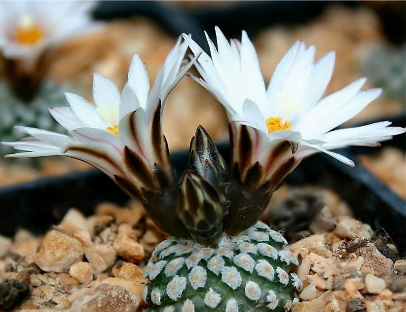 Pelecyphora Valdeziana succulent cactus Seeds~Turbinic arpus