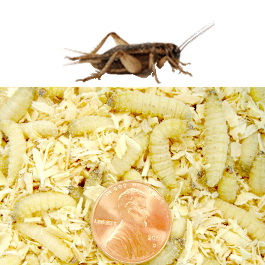 250ct Wax Worms with 500ct Crickets COMBO Any Size 