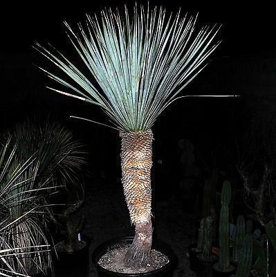 yucca plant