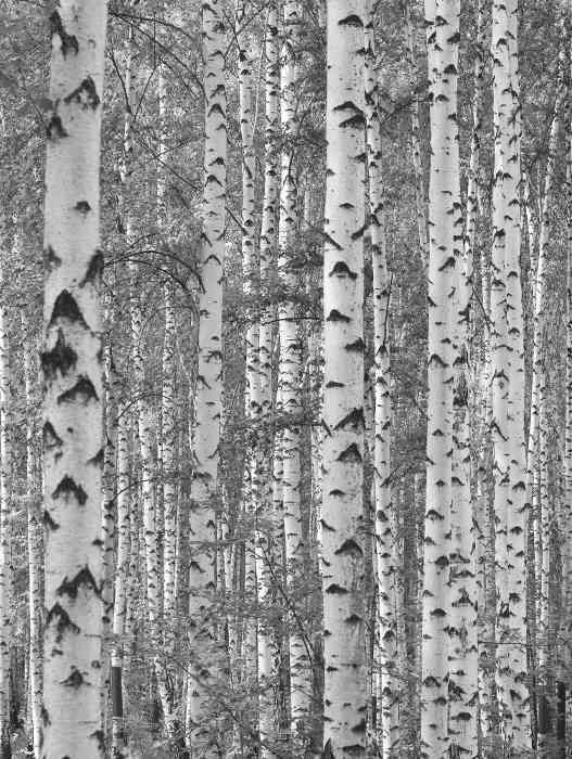 Birch Tree Wall Mural 6wide by 8high
